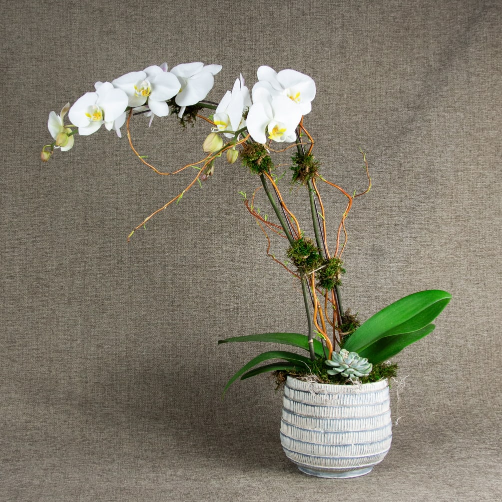 A beautiful potted Double-Stem Phalaenopsis Orchid Plant dressed with branching, moss and