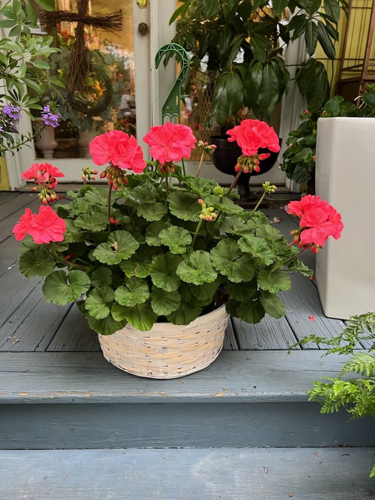 A Gorgeous basket of blooming geraniums, our geranium basket comes ready for
