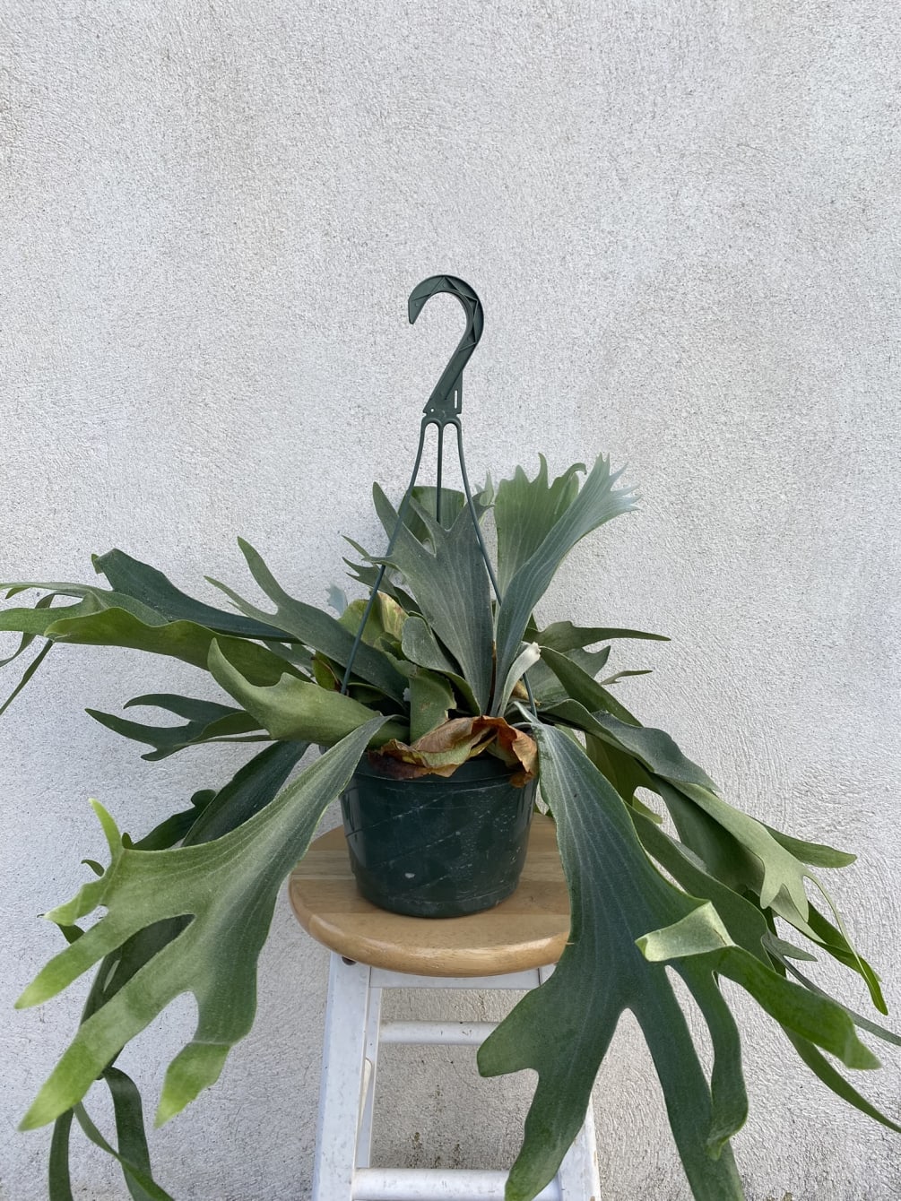 6&quot; hanging basket with removeable hanger