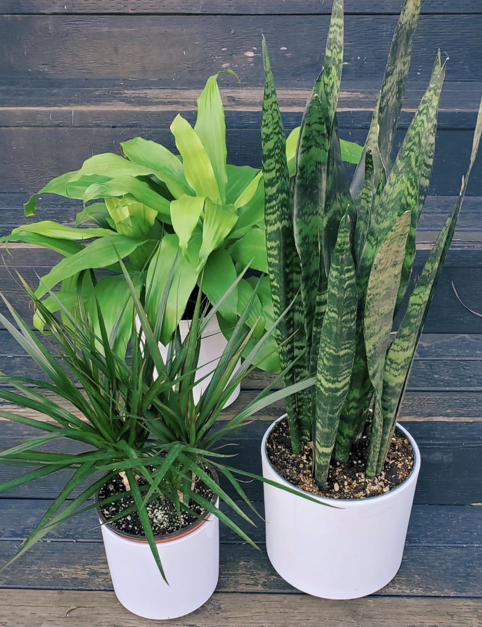 Assorted house plant - perfect for the home, office, as a gift