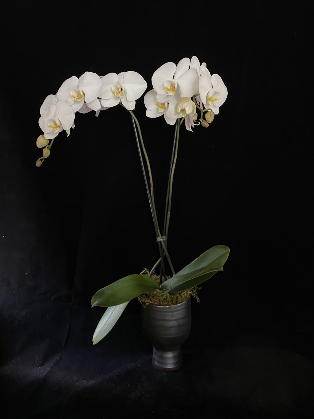 A double spiked white Phaleonopsis Orchid in a modern footed pot topped