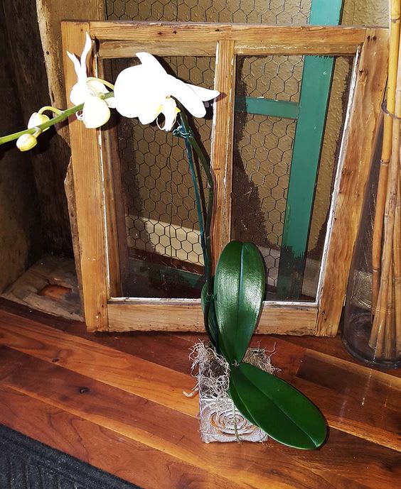 Amazing Orchid plant with beautiful fancy vase.

**Please Note** Orchid color and vase
