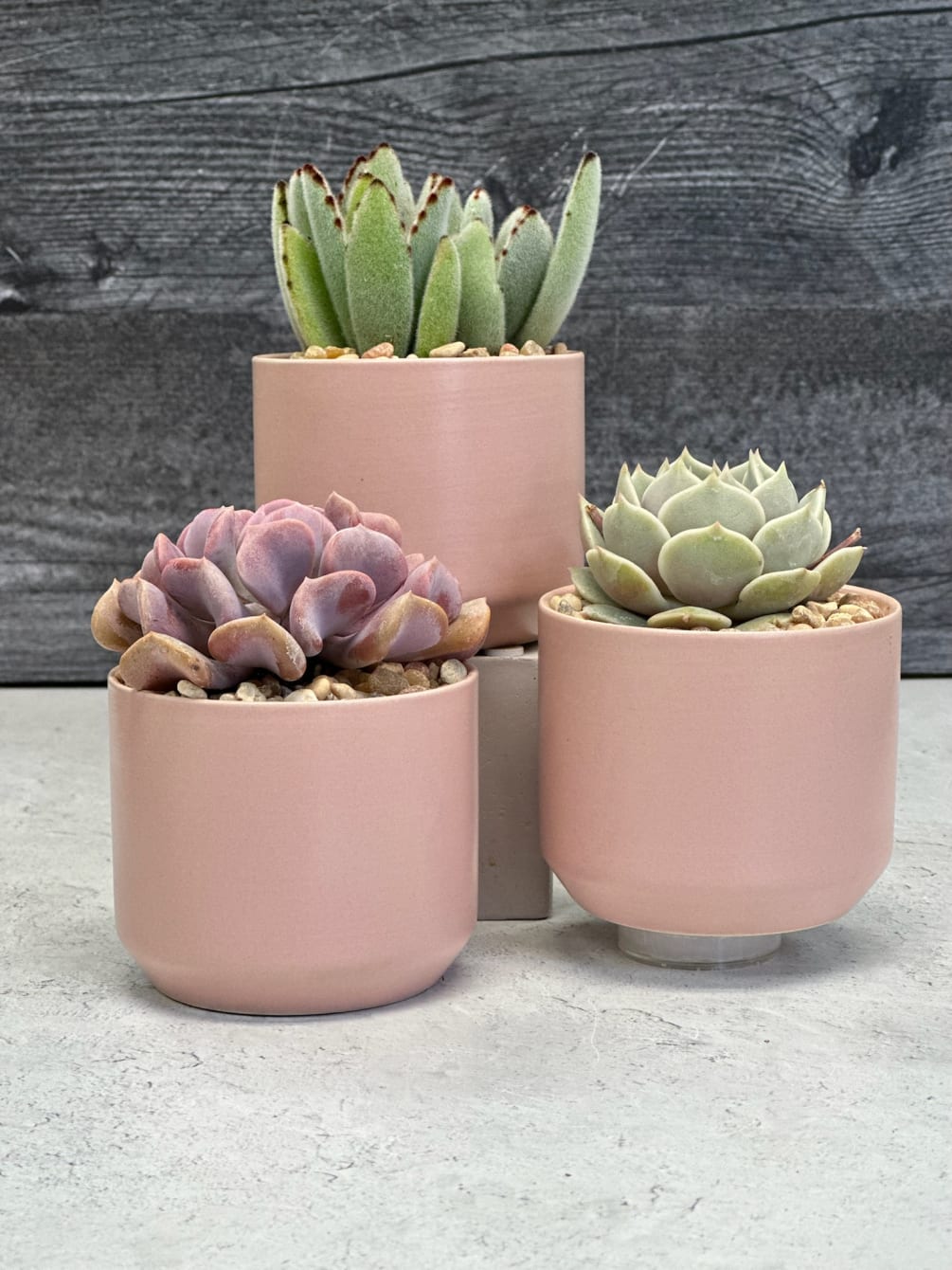 Succulent trio in ceramic pink cylinder pot (4&rdquo;x4&rdquo; no drainage hole)
Succulents may
