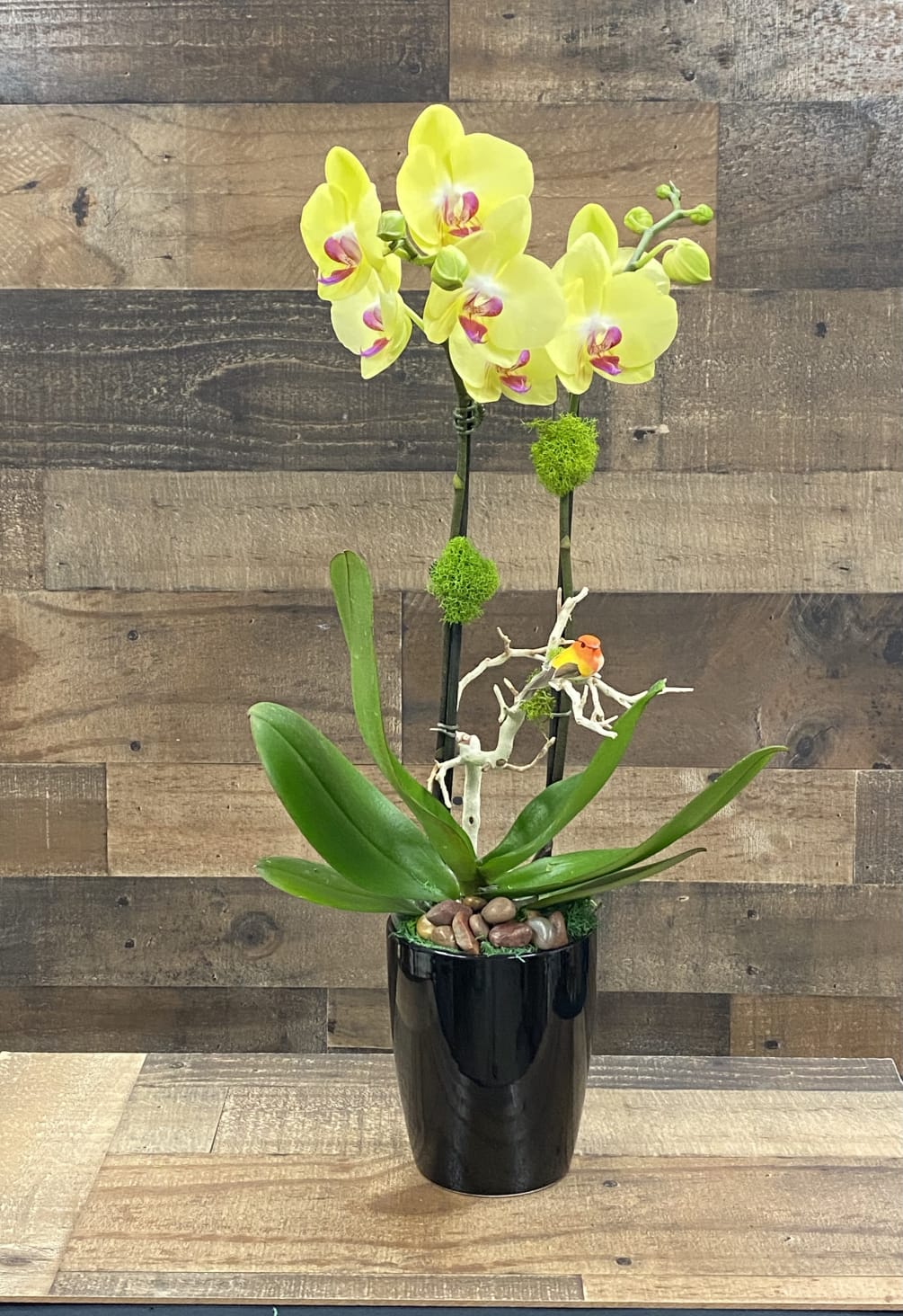 beautiful  yellow Phalaenopsis orchid in a black ceramic vase ,decorate with