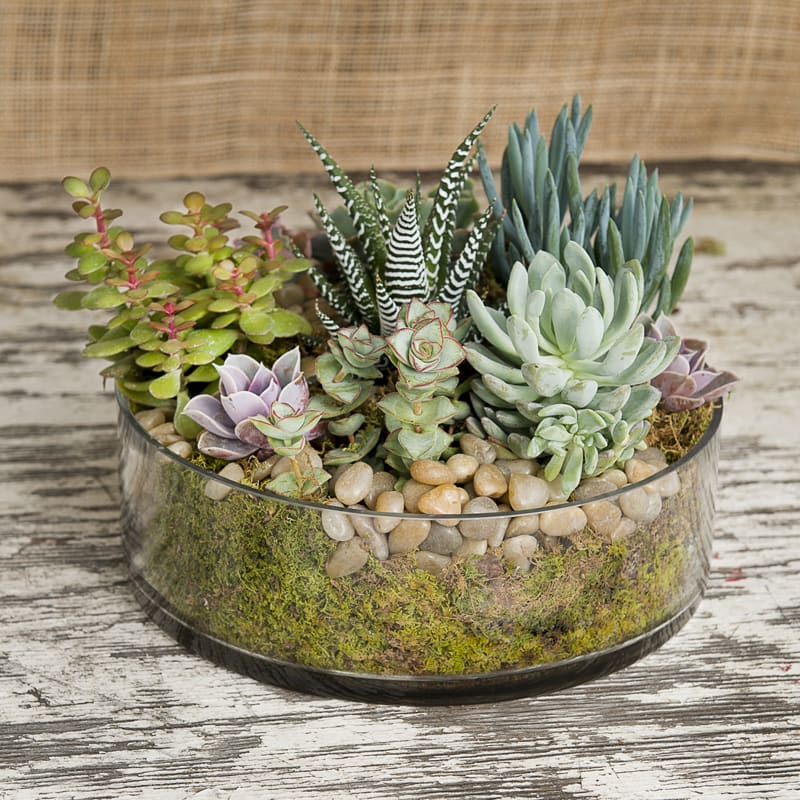 For someone who favors low-maintenance, long-lasting gifts, this collection of beautiful succulents