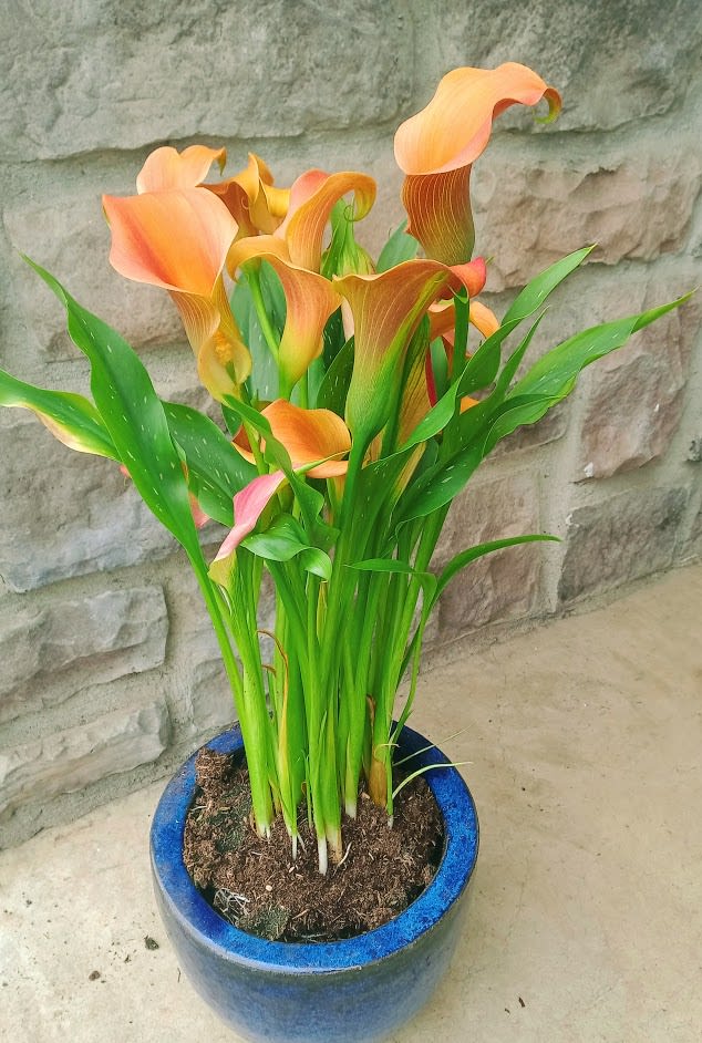 Calla Lily Potted Plant by Eufloria Florist
