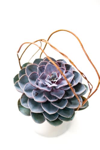 A platinum cylinder will boast a large and perfect succulent accented with