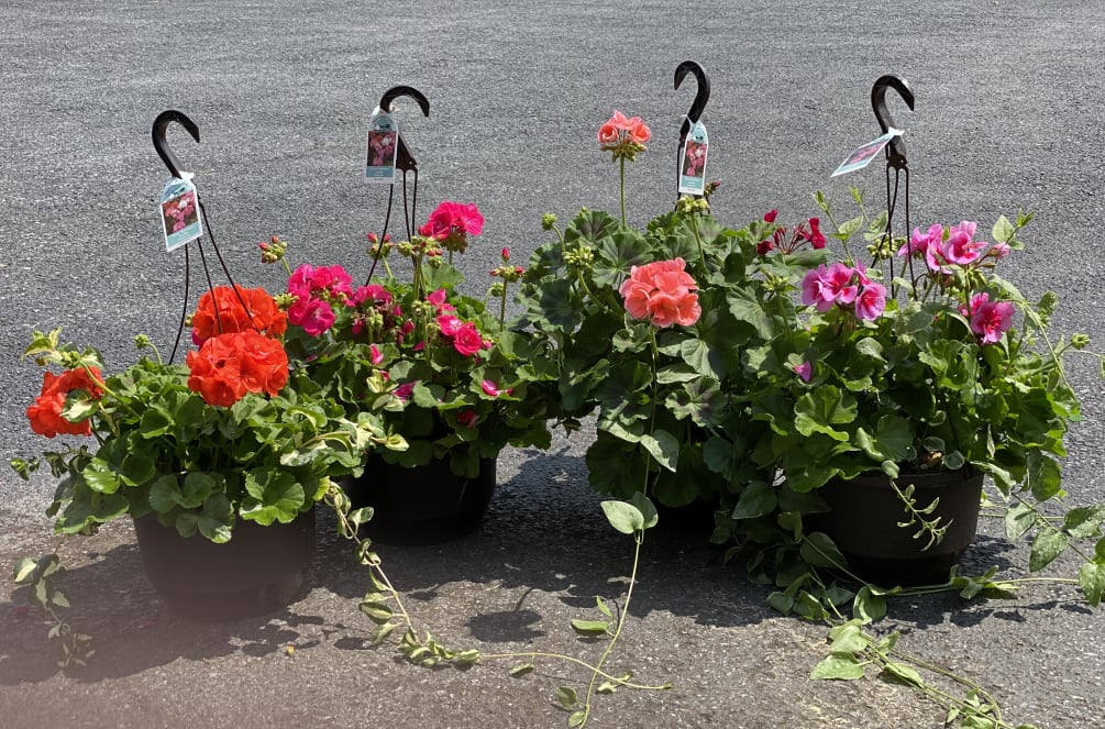 hanging baskets 2 by The Garden Path