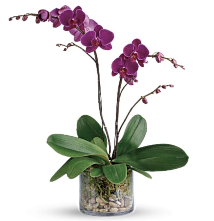 Two orchid plants with 4-8 bloom each plant.