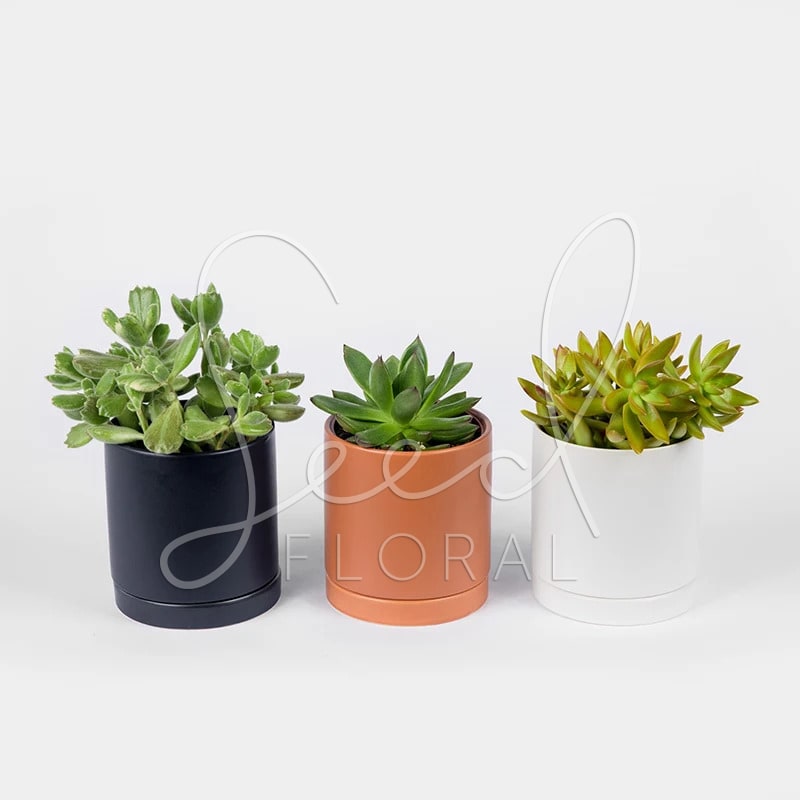 Surprise a loved one with these assorted 4&quot; succulents in pretty modern