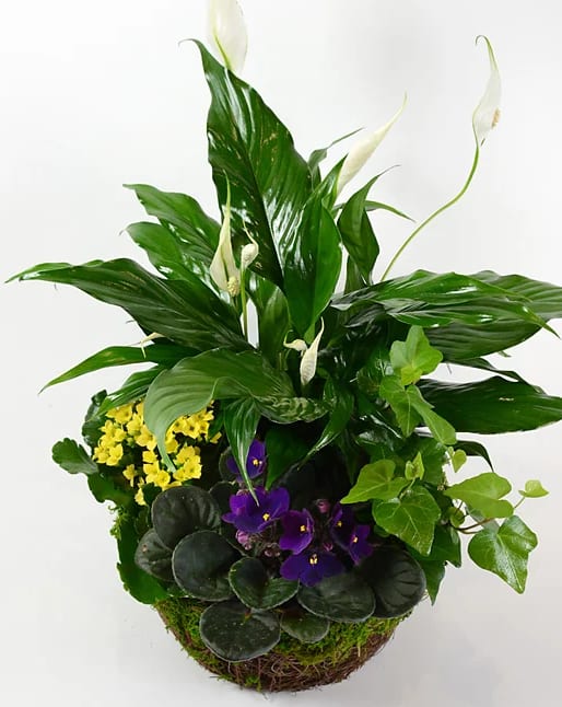 Blooming and green plants in our natural woven and moss basket make