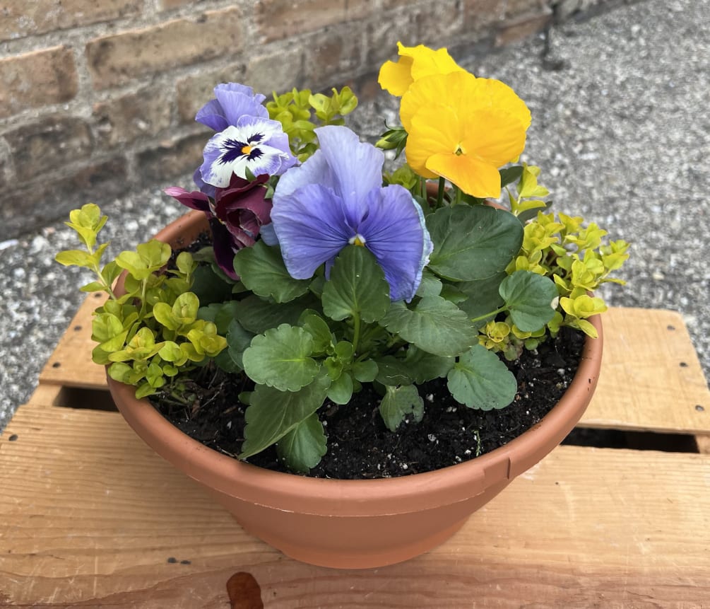 Pansy Bowl by A Summer's Garden Florist