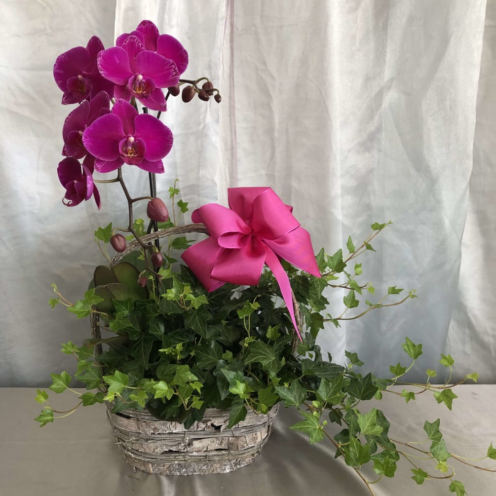 A gray rustic looking basket with a tall Hot Pink Orchid beside