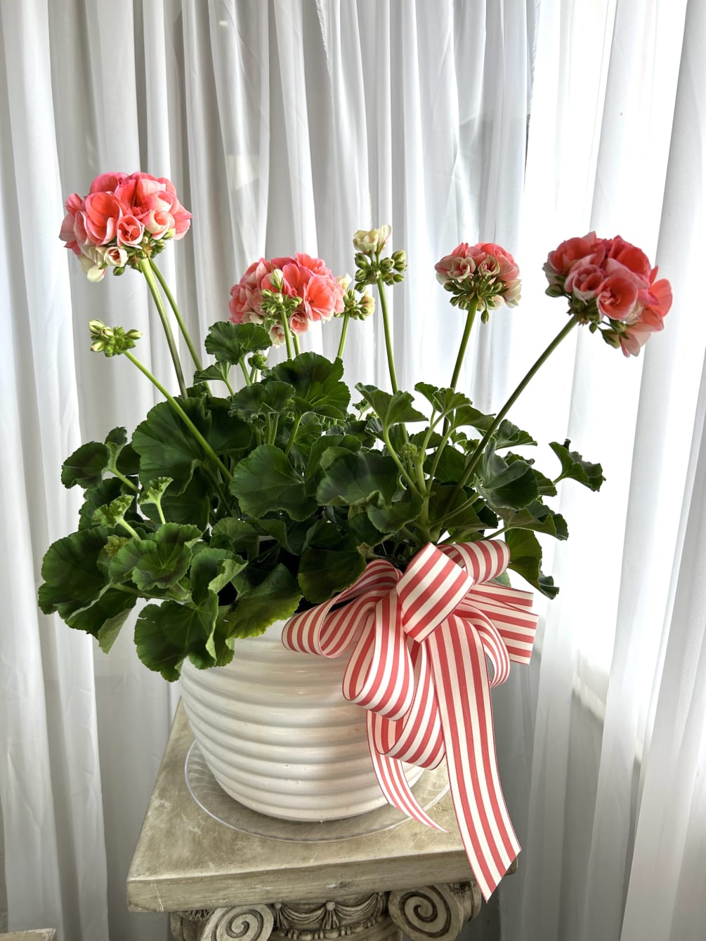 The name says it all!  Colorful, summer-loving geraniums are planted in
