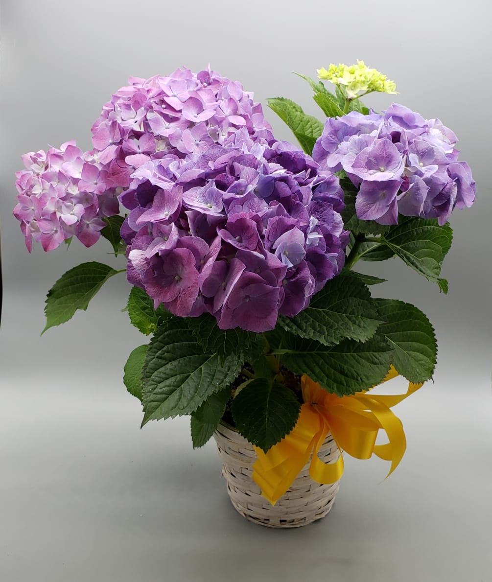 A lovely Purple Hydrangea for a fun loving Mom! 
