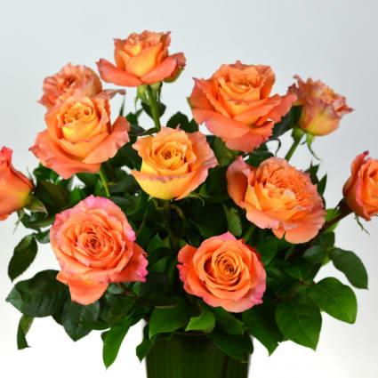 A beautiful rose combination of orange and pink.. 