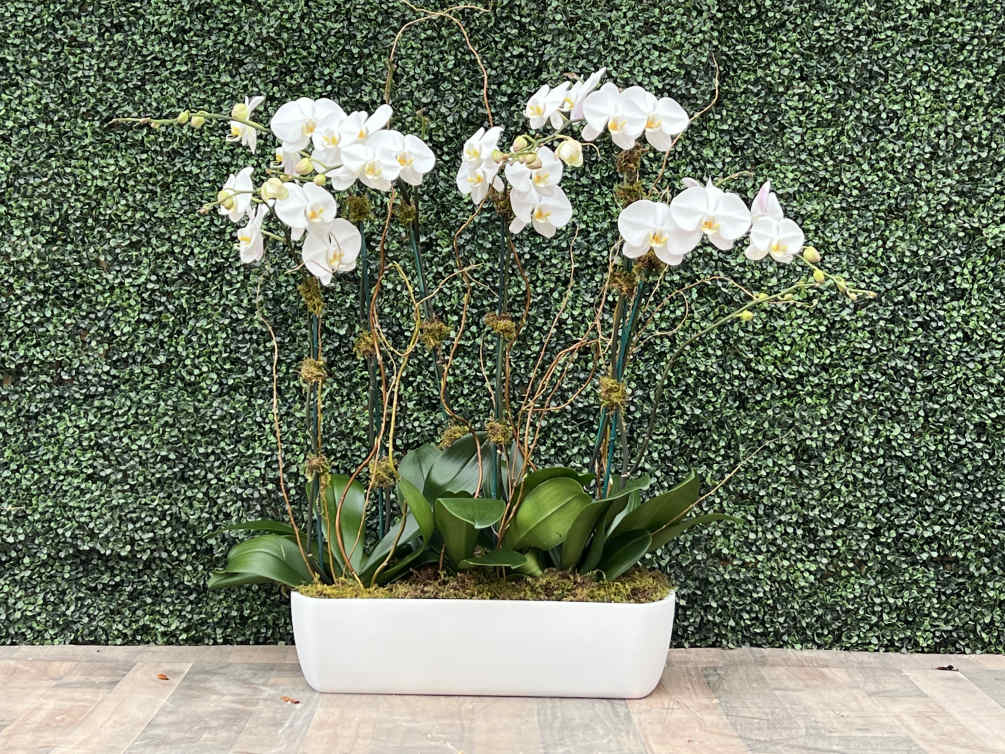 Beautify white orchids in a white pot