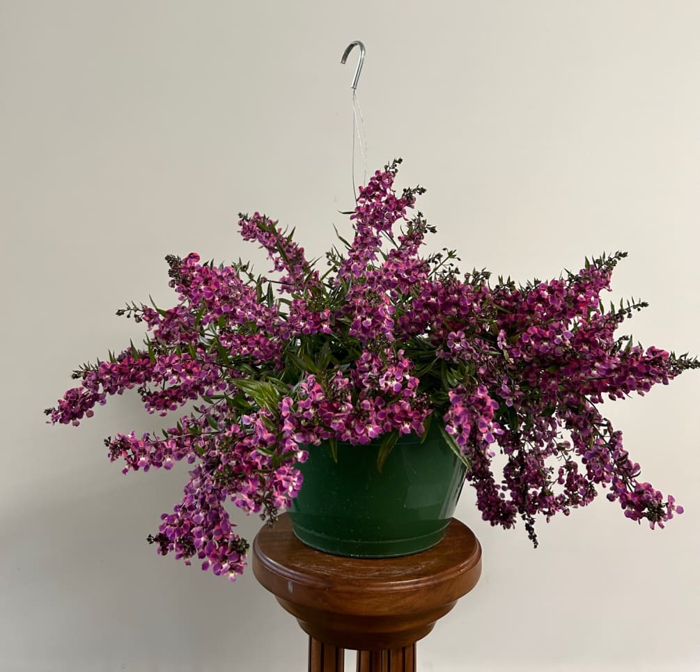 Angelina Hanging Basket 3 remaining by Noble Flower Shop