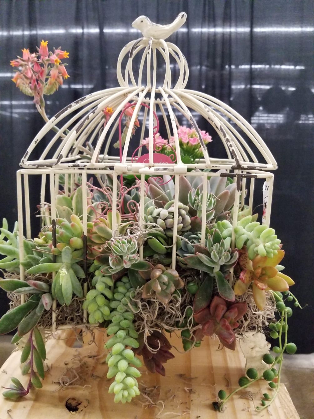 A variety of succulents planted in a birdcage. This is a very