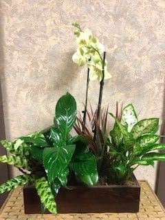 Type of Plant: Mixed Green Plants with Phalaenopsis Orchids in a wooden
