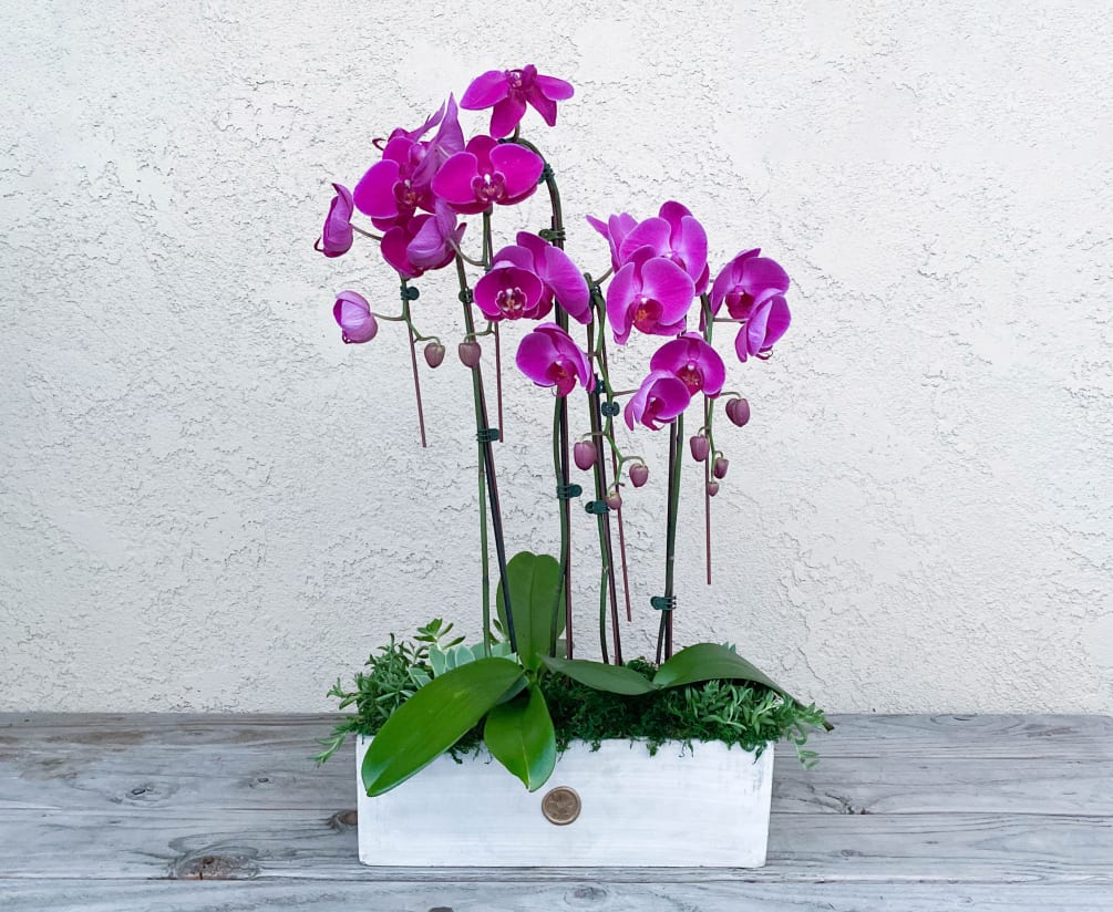 A modern mix of two Premium Colored Phalaenopsis Double-Stem Cascading Orchids and