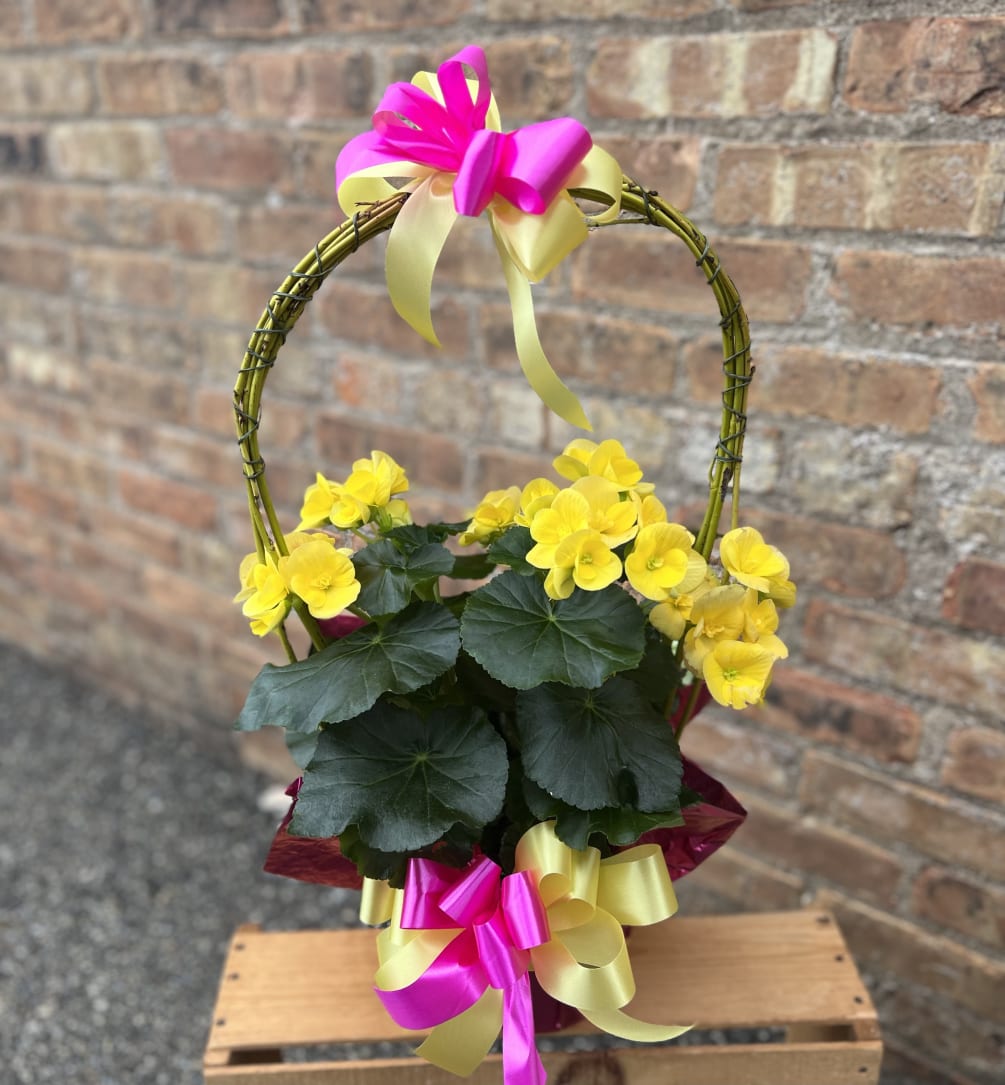 Yellow Reiger Begonia Indoor Plant by A Summer's Garden Florist