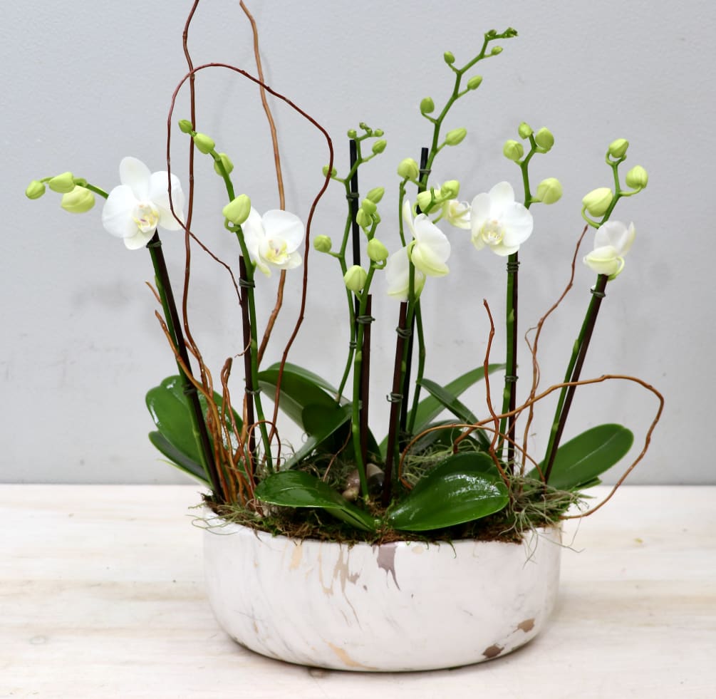 White Orchids Rising Glendale Florist by My Glendale Florist