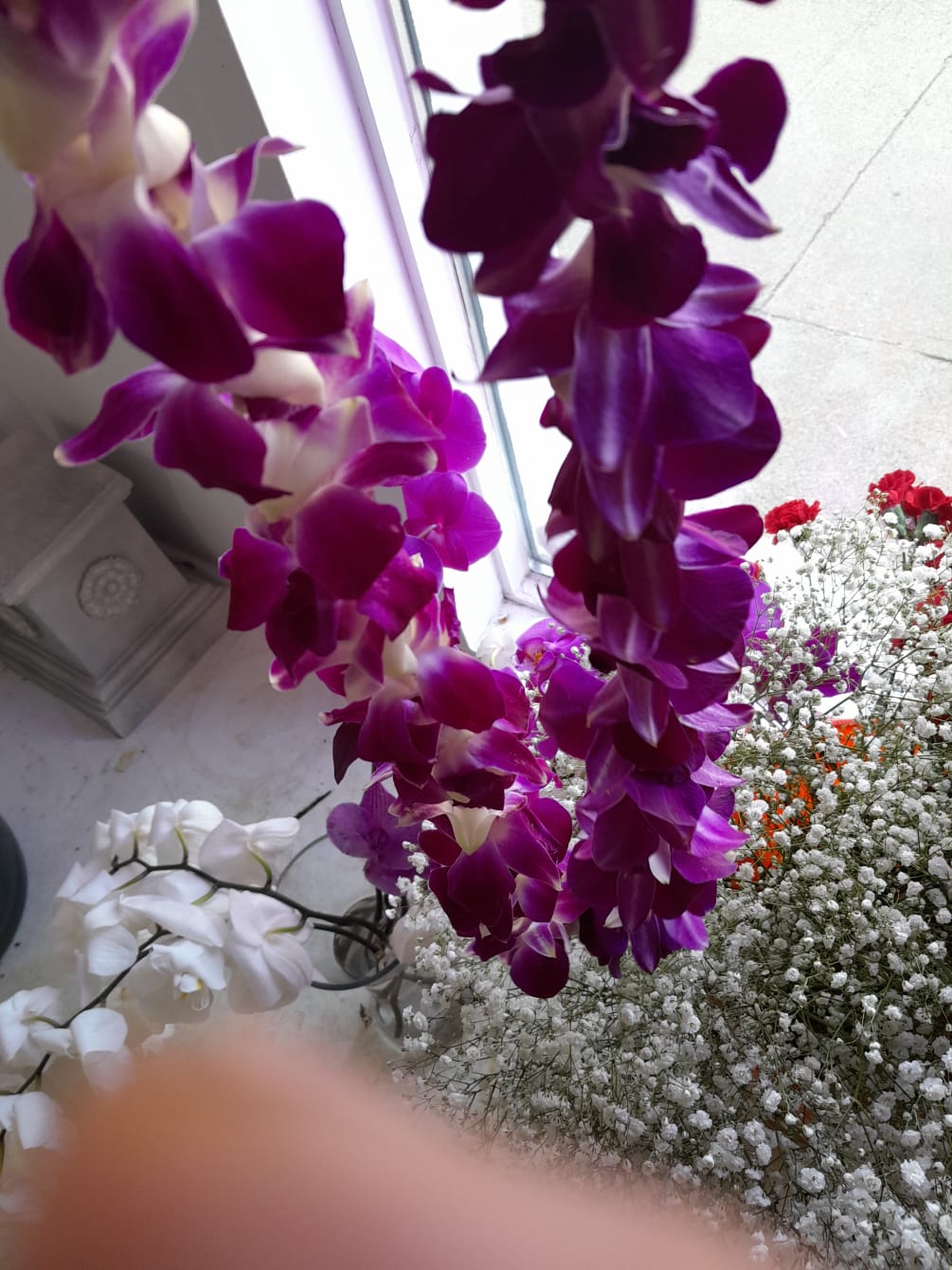 Beautiful exclusive 18&quot; long dendrobium orchid graduation lei