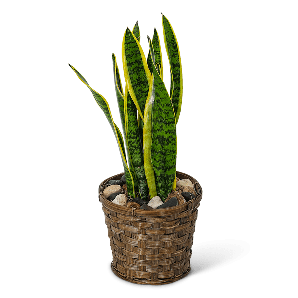 Introducing our beautiful Sansevieria Plant in a Basket, available for delivery from