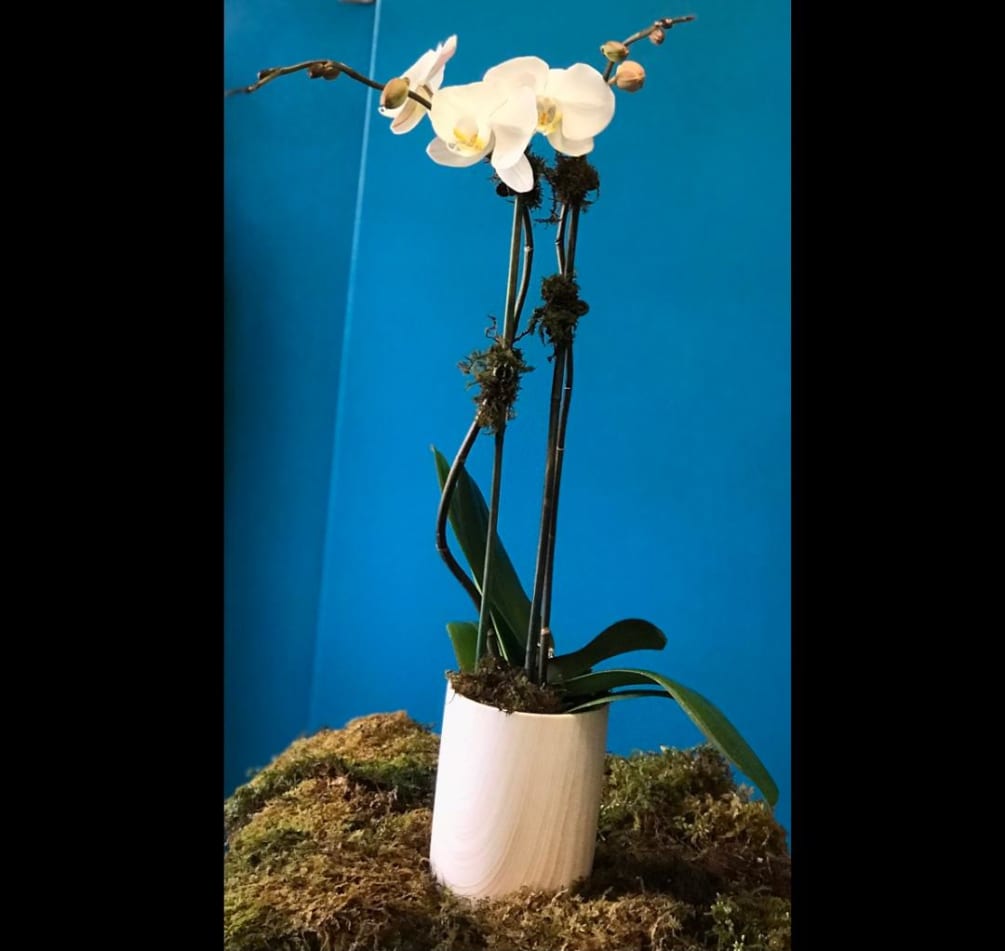 Beautiful orchid in pot perfect for any occasion. Colors may vary due