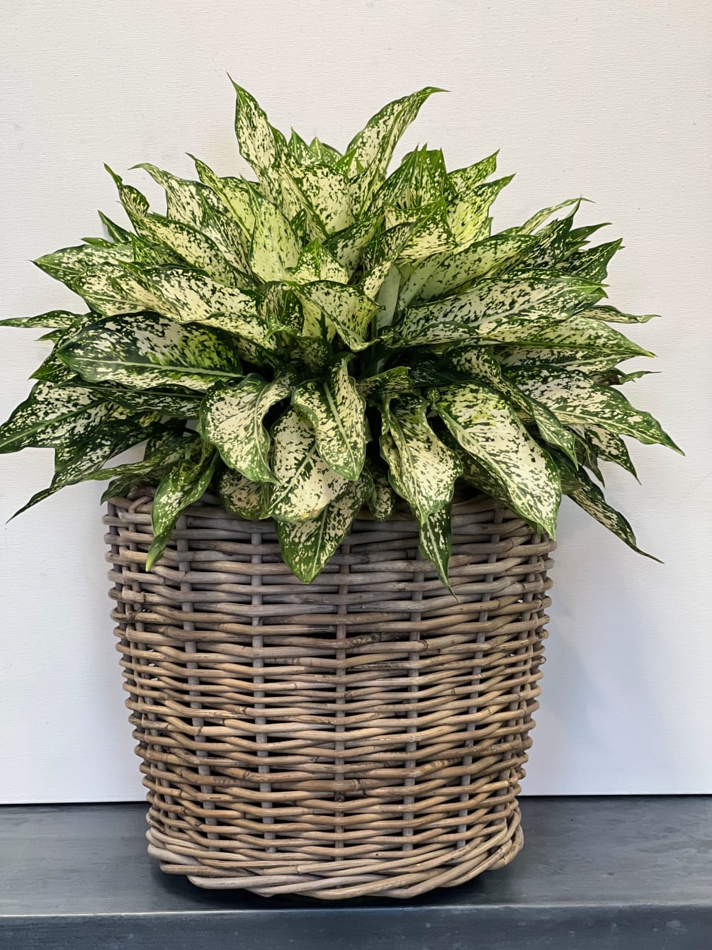 A super day car variegated plant in a grey washed basket. 