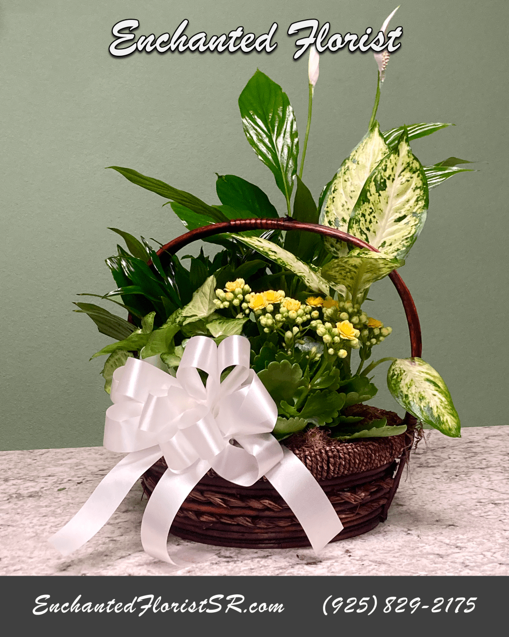 Peace Lily Garden Basket is a mixed plant garden featuring Spathiphyllum, also