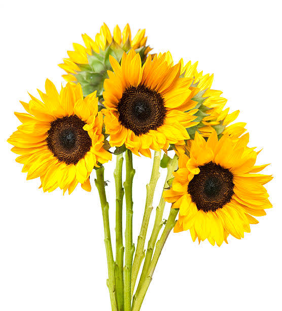 5 Stems of Long stem Sunflowers  Fresh cut imported from Ecuador.