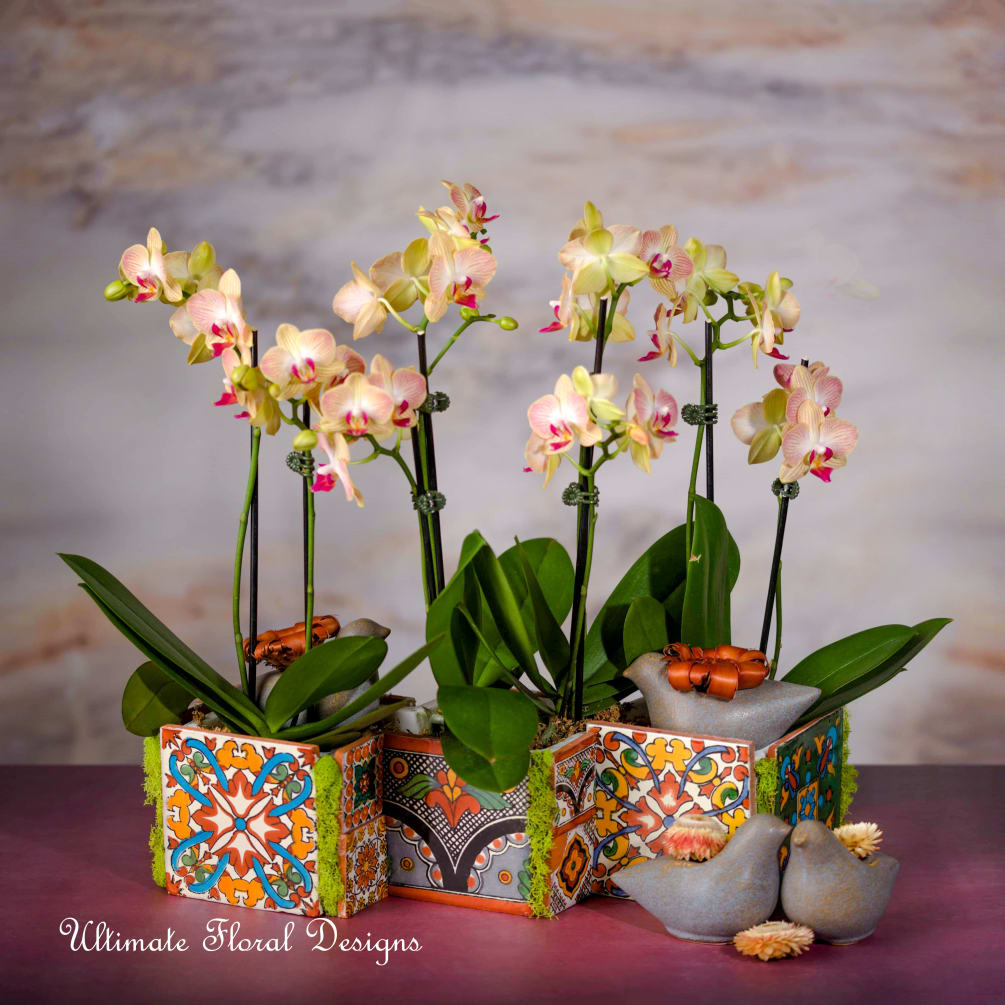 The orchid is Mother Nature&rsquo;s masterpiece. ― Robyn
Modern vase decorated with mexican
