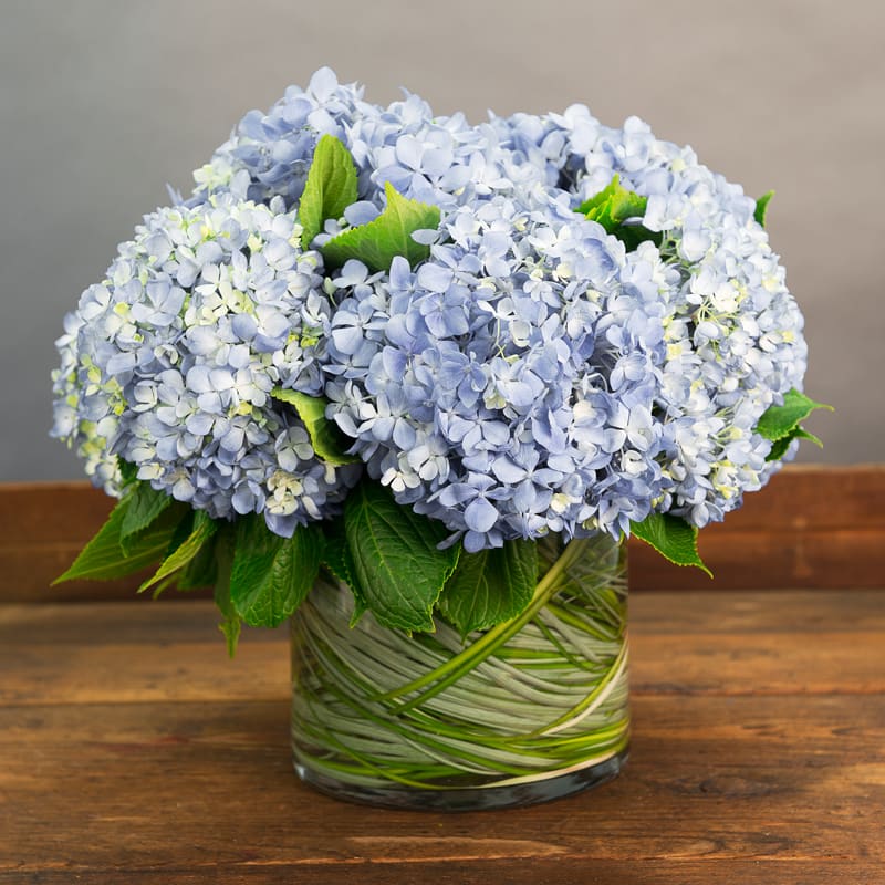  BLUE HYDRANGEAS IN A  GLASS VASE LINED
WITH BEAR GRASS