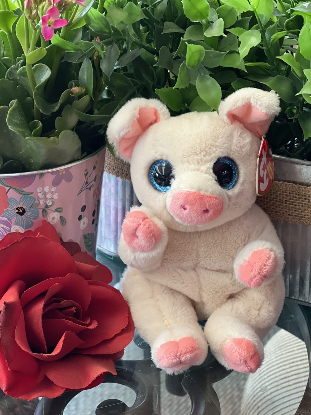 Ty clearance beanie pig