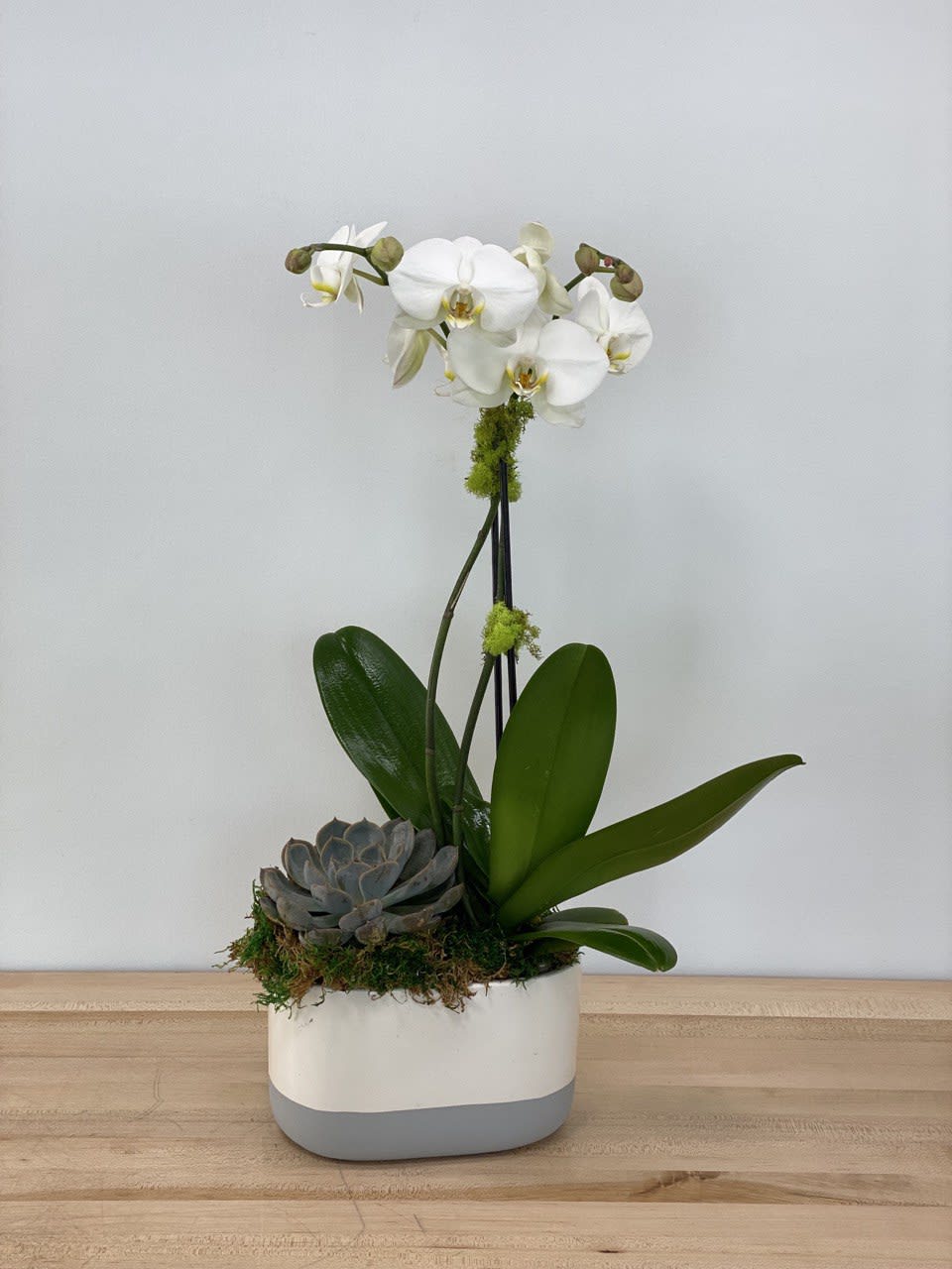 The combination of a double stem white orchid and a large (6&quot;)