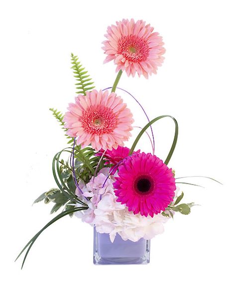 Gerbera Blush is a sweet arrangement with modern styling! Light and hot