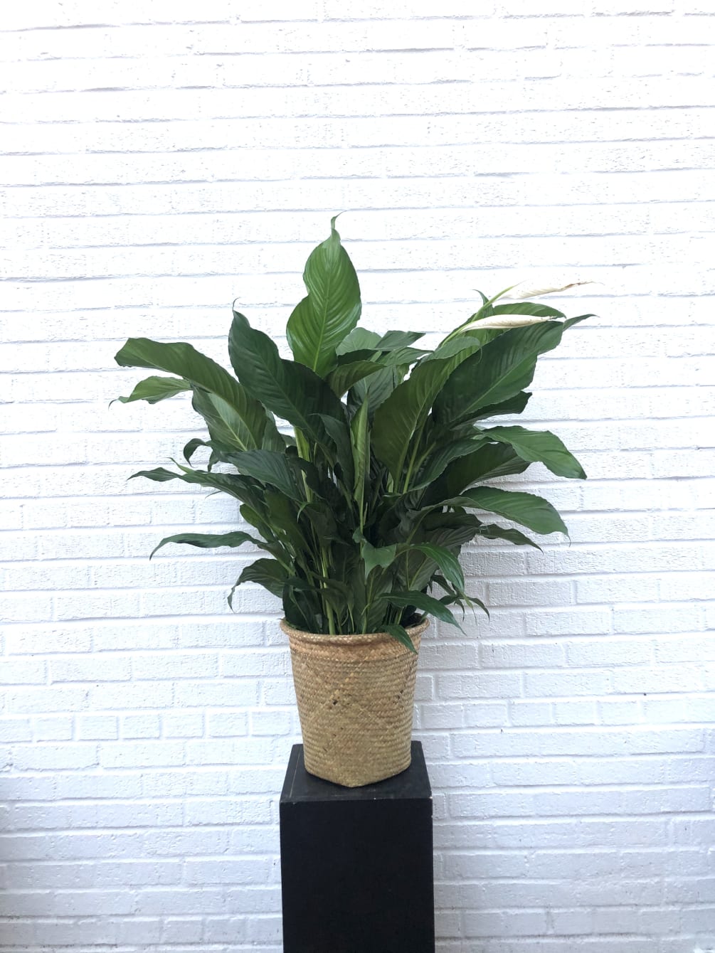 8&quot; Peace Lily plant