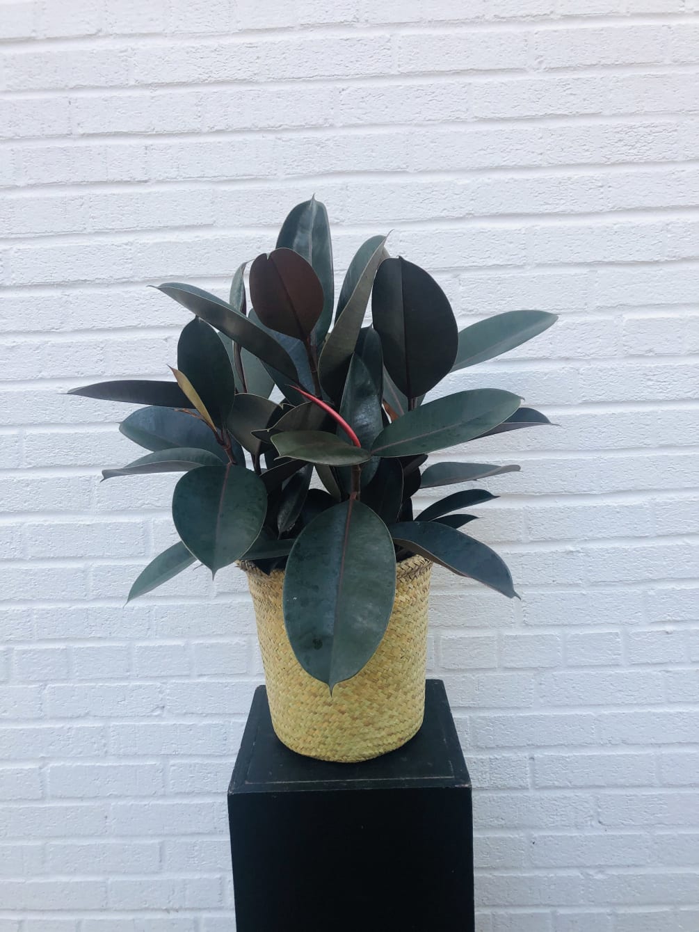 Ficus Burgundy Rubber Tree Plant 8&quot;. Pot and pot color will differ