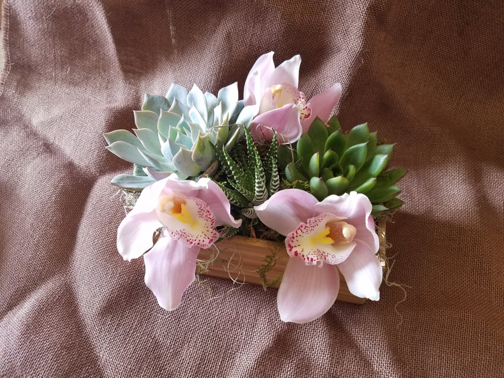 A beautiful trio of succulents accented with pink cymbidium orchids