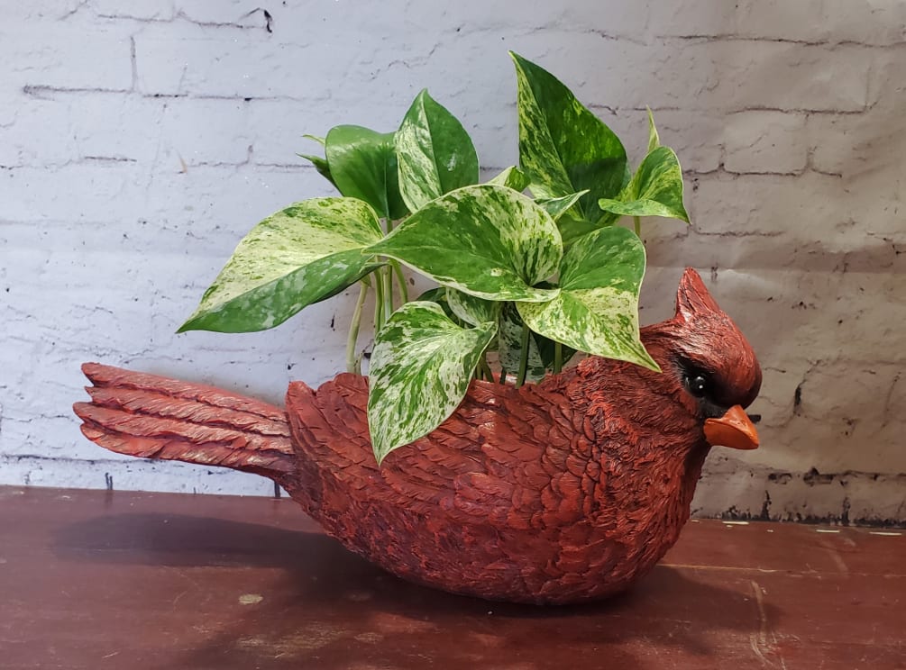 Cardinal Planter with plant... plants will vary.  13 1/2&quot; long
