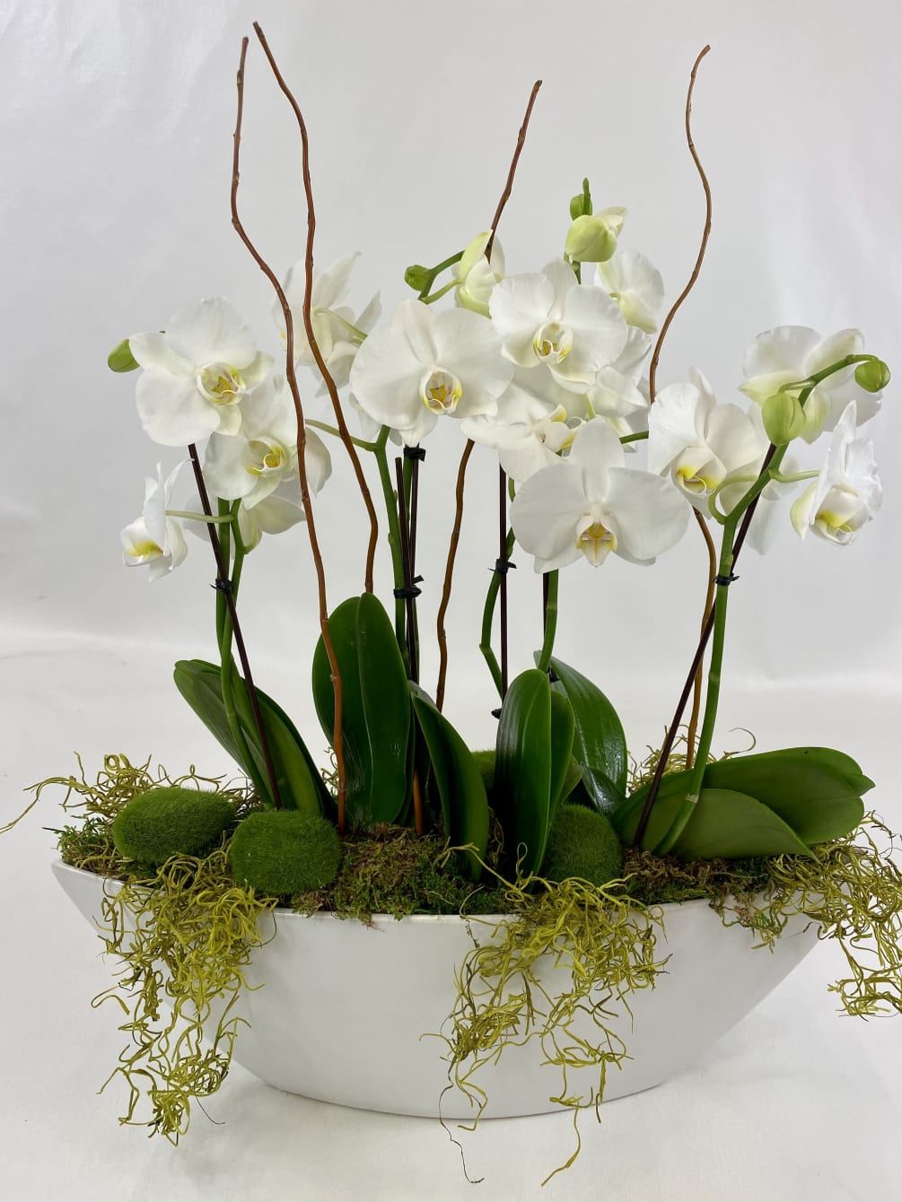 Pure and exotic Orchids arrangement in a ceramic boat shape vase.