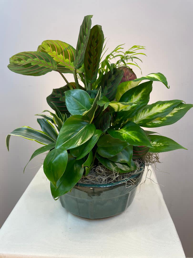 A mix of easy-care green plants suitable for typical office light. Care