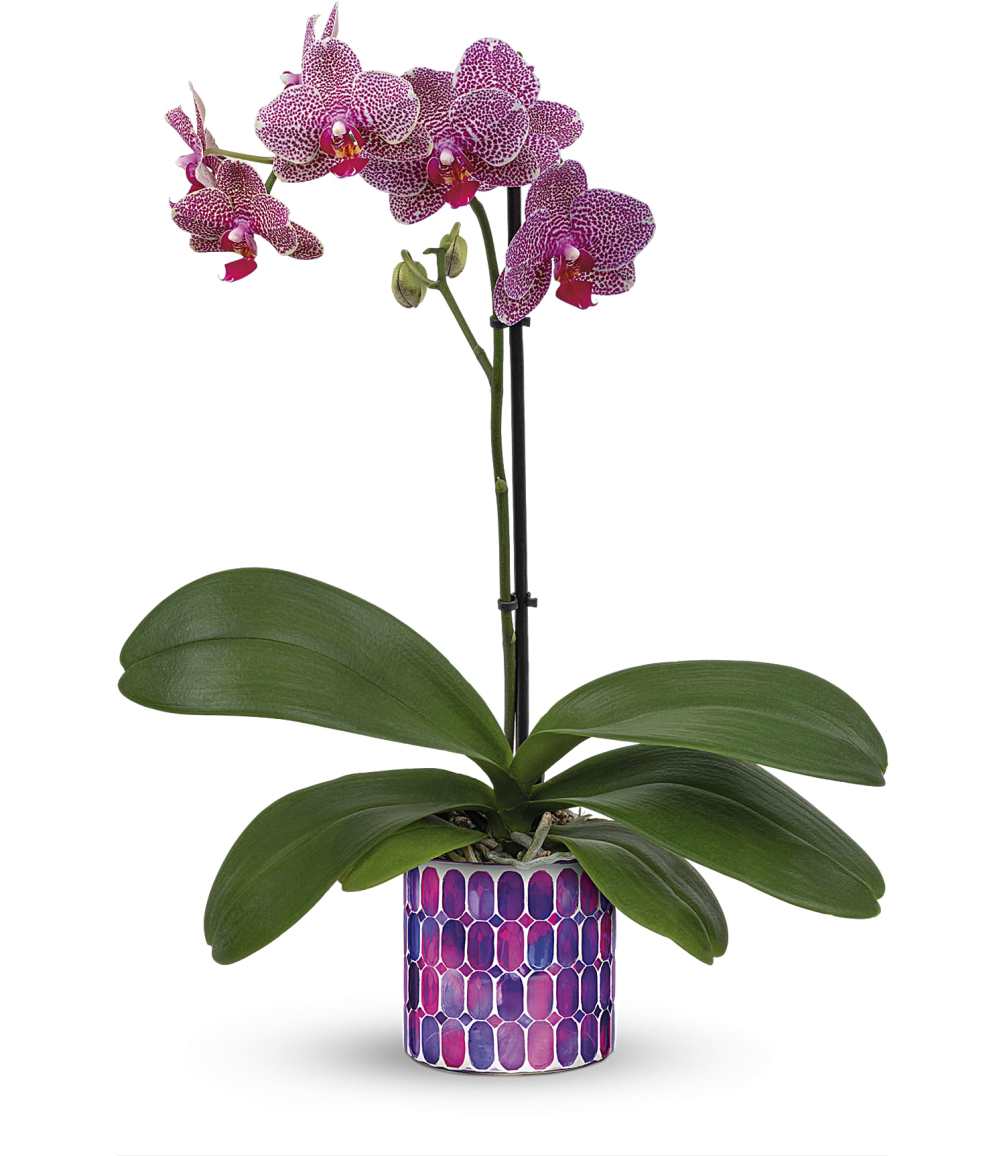 Make any occasion sparkle with the breathtaking beauty of an elegant phalaenopsis