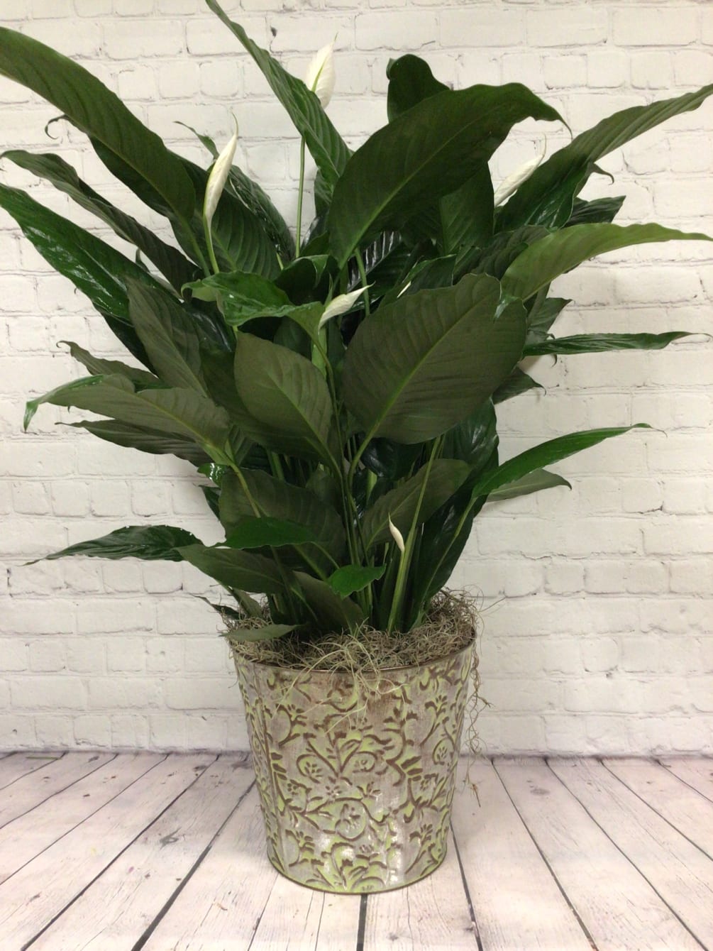 Peace Lily in an 8” pot by Keepsakes Florist