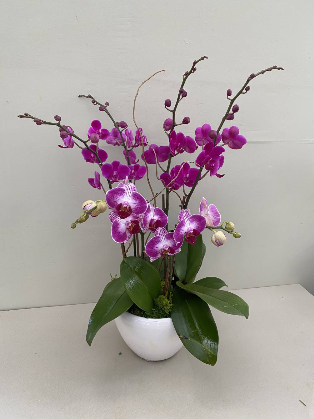 Combination of purple orchids in ceramic.