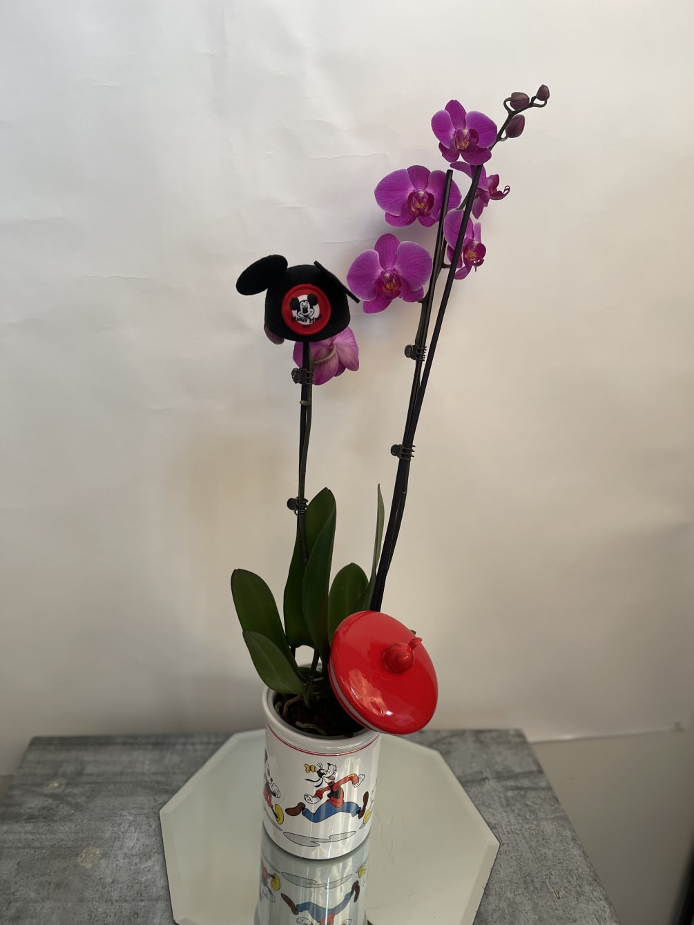 Purple phalaenopsis orchid in ceramic cookie jar
