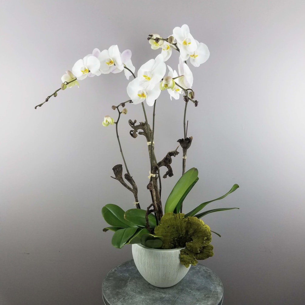 LIFE ORCHID IN DESIGNER POT
Classic and elegant. This luxury Phalaenopsis orchid gift