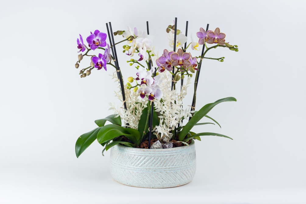 MINI PHALAENOPSIS ORCHIDS.
Simply stunning. This beautiful white pot of orchids would look